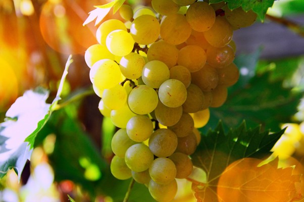 Delicious sun‑ripened grapes, ready for harvest.