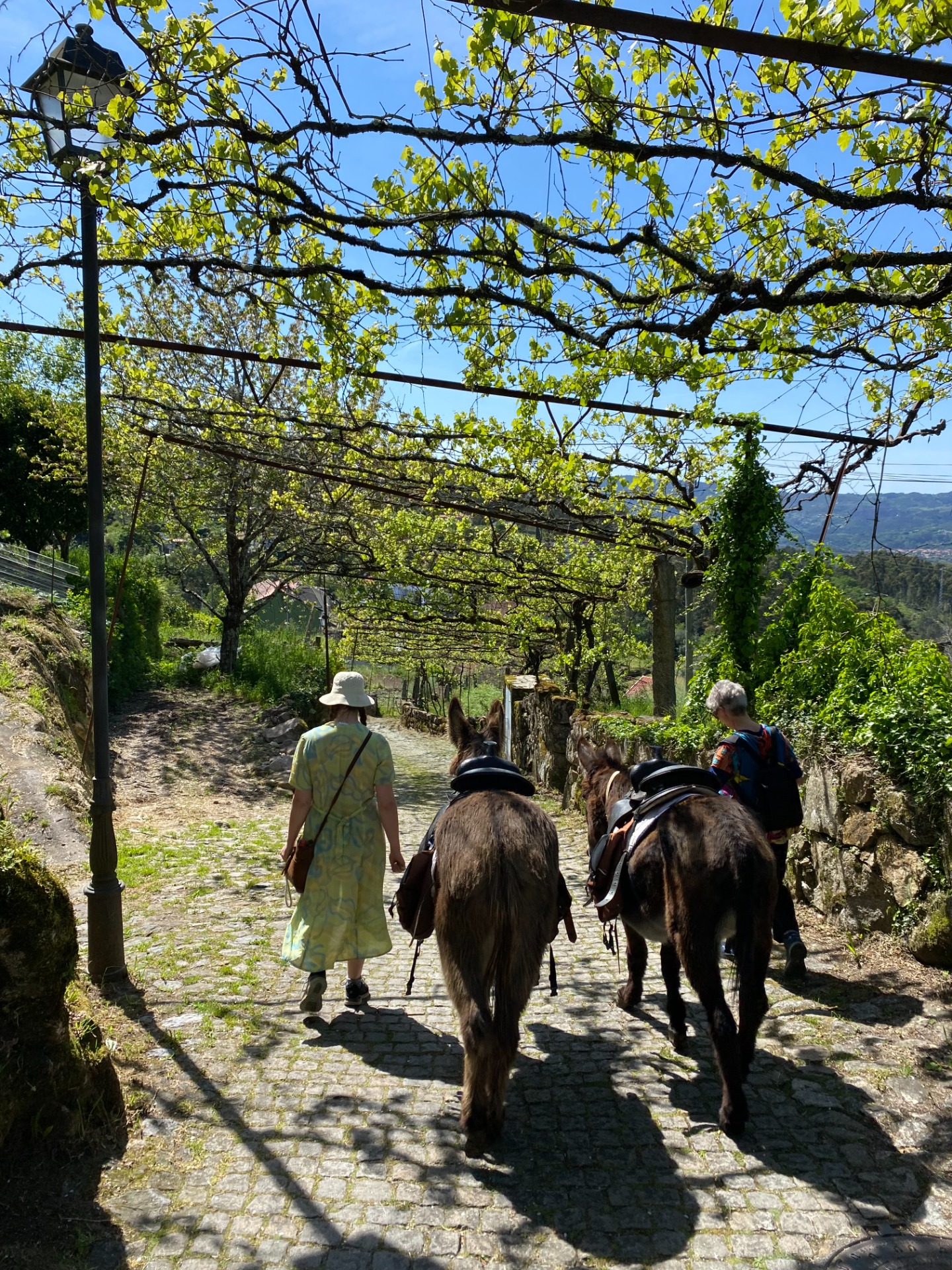 Med åsna som sällskap på promenaden. Foto Descubra Minho.