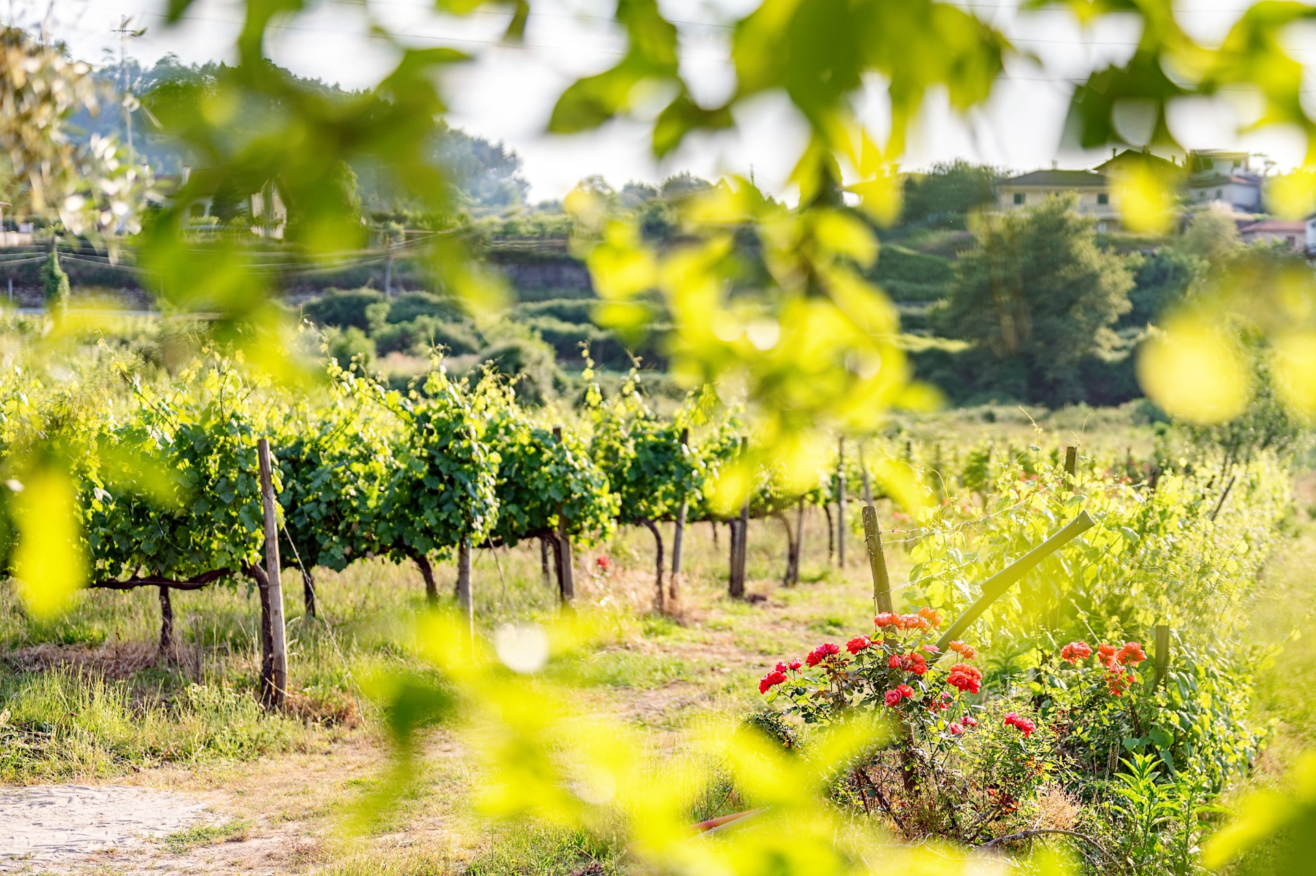 Photo: Quinta de Cypriano
