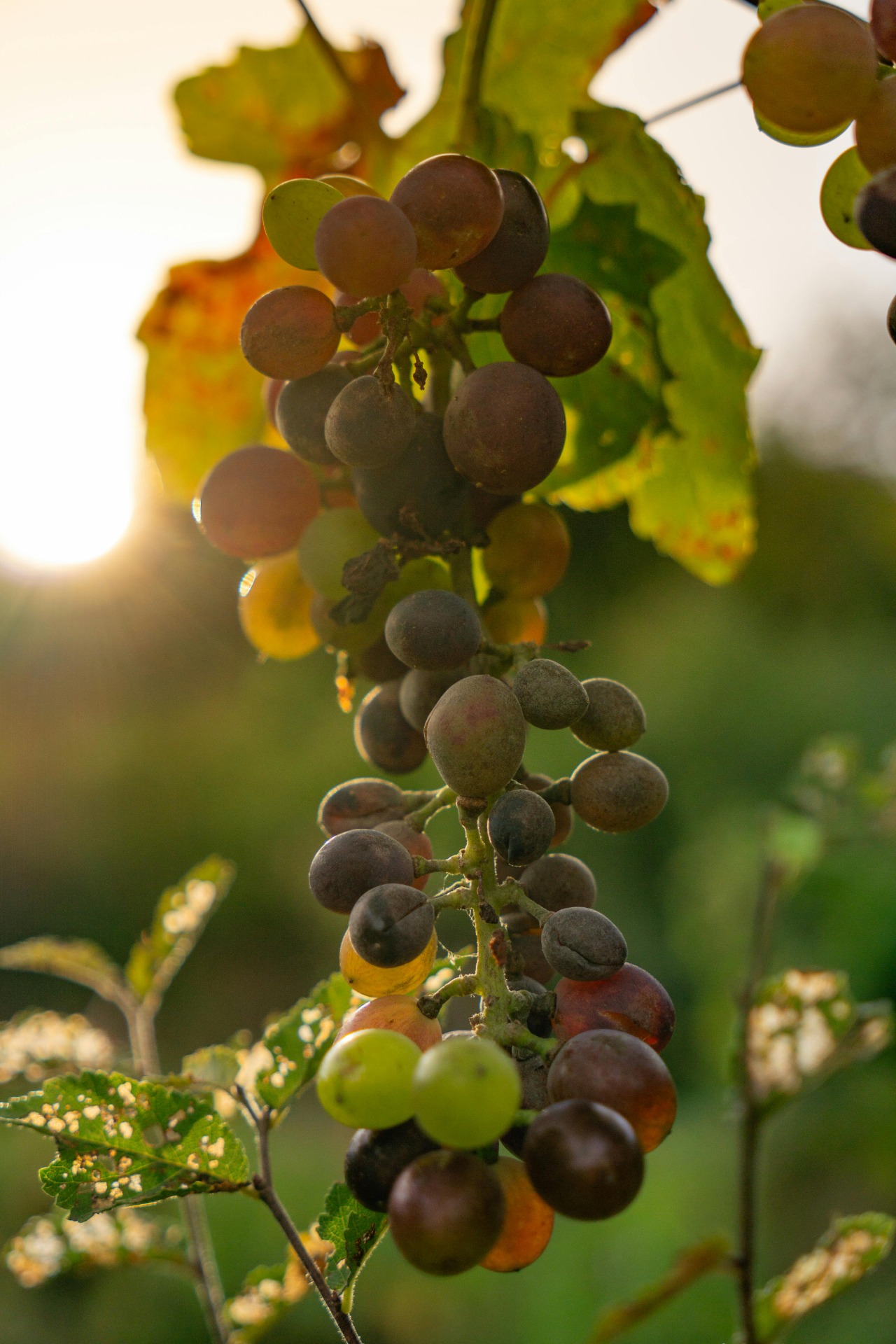 Loureiro, Alvarinho, Arinto,... the grapes behind Vinho Verde.