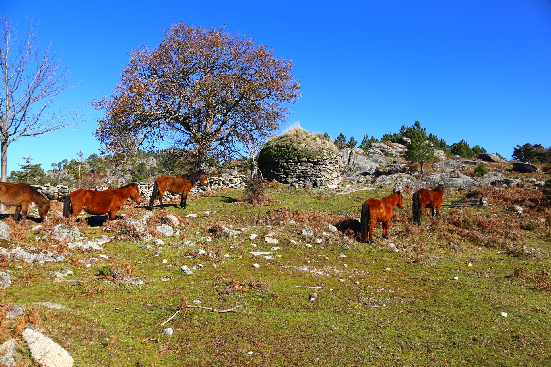 Majestätiska vildhästar bland herdestugor och höstlöv. Foto: Portugal Green Walks