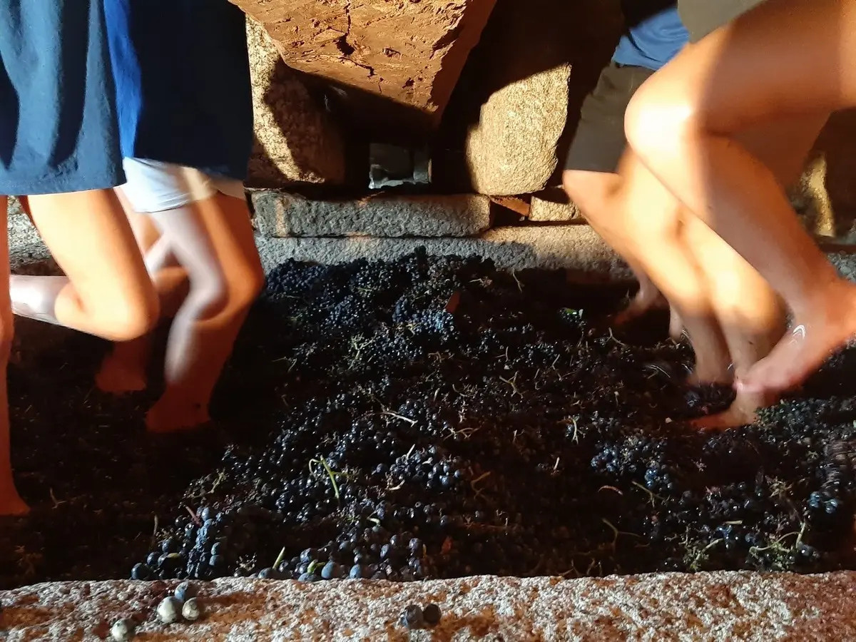 Trampa druvor i traditionella granitkar, lagares. Foto: Quinta de Cypriano